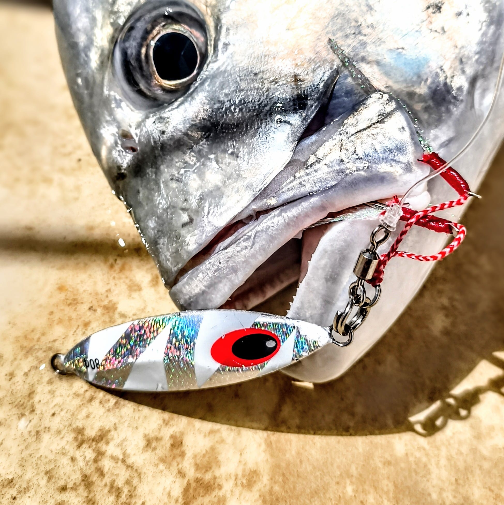 Samurai Jig Noeby – Slow jig pêche verticale